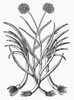 Botany: Leek, 1565. /Nallium Porrum. Woodcut, 1565. Poster Print by Granger Collection - Item # VARGRC0090905