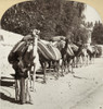 Syria: Caravan, C1900. /Na Camel Caravan From The Hauran Region Of Syria Arriving In Damascus. Stereograph, C1900. Poster Print by Granger Collection - Item # VARGRC0115541