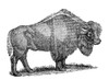 American Buffalo. /Nline Engraving, Greek, C1840. Poster Print by Granger Collection - Item # VARGRC0082386