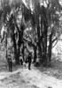 Florida: Live Oaks, C1875. /Npeople Standing On A Dirt Road Line With Live Oaks And Spanish Moss. Stereograph, C1875. Poster Print by Granger Collection - Item # VARGRC0120865