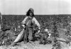 Child Labor, C1910. /Na Young Cotton Picker In The American South. Photographed C1910 By Lewis W. Hine. Poster Print by Granger Collection - Item # VARGRC0002758