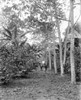 Tropical Plantation, C1910. /Na View Of Rubber, Coffee, And Banana Trees On A Tropical Plantation. Photographed C1910. Poster Print by Granger Collection - Item # VARGRC0122680