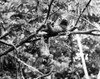 Sloth. /Nphotographed 20Th Century. Poster Print by Granger Collection - Item # VARGRC0101866