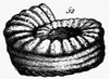 Fossil: Jurassic Period. /Nfossil Of A Shell From The Jurassic Period, Found At Wirksworth Cave, England. Wood Engraving, German, 1851. Poster Print by Granger Collection - Item # VARGRC0097187