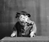 Bulldog, C1905. /N'An Old Sea Dog.' Photograph, C1905. Poster Print by Granger Collection - Item # VARGRC0266748