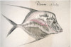 Moonfish, 1585. /Nlookdown Or Moonfish (Selene Vomer). Watercolor, C1585, By John White. Poster Print by Granger Collection - Item # VARGRC0043622