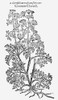 Botany: Common Chervil. /Nwoodcut From Thomas Johnson'S Edition, 1633, Of John Gerard'S 'Herball' First Published In 1597 In London, England. Poster Print by Granger Collection - Item # VARGRC0063796