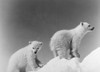 Polar Bear Cubs. /Nphotographed 20Th Century. Poster Print by Granger Collection - Item # VARGRC0100625