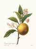 Orange Tree /N(Citrus Aurantium). Engraving After A Painting, By P.J. Redoute. Poster Print by Granger Collection - Item # VARGRC0039871