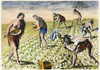 Florida Natives, 1591. /Nflorida Native Americans Tilling And Planting. Line Engraving, 1591, By Theodor De Bry After A Now Lost Drawing By Jacques Le Moyne De Morgues. Poster Print by Granger Collection - Item # VARGRC0010581