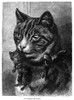 Cats. /Ncat Carrying Her Kitten. Line Engraving, 19Th Century. Poster Print by Granger Collection - Item # VARGRC0101007