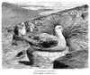 Albatross. /Nwood Engraving, American, 19Th Century. Poster Print by Granger Collection - Item # VARGRC0001114