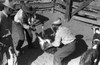 Texas: Cattle Ranch, 1939. /Nthrowing A Calf At A Round Up On A Ranch Near Marfa, Texas. Photograph By Russell Lee, May 1939. Poster Print by Granger Collection - Item # VARGRC0121269