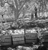 Washington: Harvest, 1939. /Nmigrant Workers Harvesting Pears At Pleasant Hill Orchards, Yakima Valley, Washington State. Photograph By Dorothea Lange, August 1939. Poster Print by Granger Collection - Item # VARGRC0123111