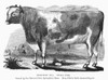 Short-Horn Bull, C1856. /N'Double Duke.' Wood Engraving, American, C1856. Poster Print by Granger Collection - Item # VARGRC0092919