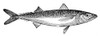 Mackerel. /Nline Engraving. Poster Print by Granger Collection - Item # VARGRC0082509