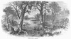 Arkansas: Sunken Lands. /Nswamps In The 'Sunken Lands,' Land That Shifted And Sank During The New Madrid Earthquakes Of 1811 And 1812. Wood Engraving, American, 1869. Poster Print by Granger Collection - Item # VARGRC0101040
