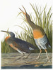 Audubon: Rail. /Nclapper Rail (Rallus Longirostris). Engraving After John James Audubon For His 'Birds Of America,' 1827-38. Poster Print by Granger Collection - Item # VARGRC0326221