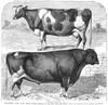 Cattle, 1871. /Nholstein Cow And Bull. Prize Animals At The New England Fair. Wood Engraving, American, 1871. Poster Print by Granger Collection - Item # VARGRC0079637