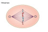 Metaphase of Mitosis Poster Print by Spencer Sutton/Science Source - Item # VARSCIBZ8050