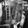 Chicago: Meatpacking. /Nkilling Hogs In The Shackling Pen Inside The Slaughterhouse At The Swift And Company Meatpacking House In Chicago, Illinois. Stereograph, C1906. Poster Print by Granger Collection - Item # VARGRC0117025