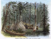 Canada: Forest. /Nnative American Village In A Canadian Forest. Wood Engraving, 19Th Century. Poster Print by Granger Collection - Item # VARGRC0042783