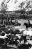 Chile: Huasos, C1890-1923. /Nhuasos, Chilean Cowboys, On Horseback Herding Cattle In Chile. Photograph, C1890-1923. Poster Print by Granger Collection - Item # VARGRC0125533