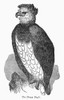 Harpy Eagle. /Nwood Engraving, 19Th Century. Poster Print by Granger Collection - Item # VARGRC0092489