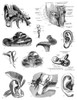 Anatomy: Human Ear. /Na Series Of Anatomical Diagrams Showing The Various Parts Of The Human Ear: Engraving, 19Th Century. Poster Print by Granger Collection - Item # VARGRC0065919