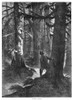 Squirrel Hunting, 1867. /Nsquirrel Hunters In A Forest. Wood Engraving, American, 1867. Poster Print by Granger Collection - Item # VARGRC0264627
