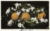 Postcard: Oranges, C1905. /Noranges And Blossoms. Chromolithograph, C1905. Poster Print by Granger Collection - Item # VARGRC0526795