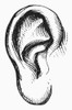 Human Ear. /Nline Engraving. Poster Print by Granger Collection - Item # VARGRC0100735