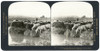 Spain: Andalusia, C1908. /N'A Shepherd And His Flock On One Of Plains Of Andalusia, Spain.' Stereograph, C1908. Poster Print by Granger Collection - Item # VARGRC0323576
