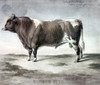 Durham Bull, 1856. /N'Duke Of Cambridge, Durham Bull.' Watercolor Sketched From Life By August K_Llner, At The U.S. Agricultural Fair In Philadelphia, 1856. Poster Print by Granger Collection - Item # VARGRC0102957