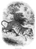 Bengal Tiger. /Nline Engraving, 19Th Century. Poster Print by Granger Collection - Item # VARGRC0056418