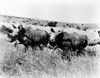 White Rhinoceros. Poster Print by Granger Collection - Item # VARGRC0082161
