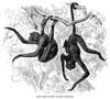 Spider Monkeys. /Ncommon Red-Faced Spider Monkeys (Ateles Paniscus). Line Engraving, Late 19Th Century. Poster Print by Granger Collection - Item # VARGRC0038387