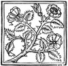 Botany: Rose, 1503. /Nwoodcut From 'De Viribus Herbarum,' By Macer Floridus, Published At Paris, 1503. Poster Print by Granger Collection - Item # VARGRC0090899