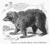 Sloth Bear. /Nasiatic Or Sloth Bear (Ursus Labiatus). Line Engraving, 19Th Century. Poster Print by Granger Collection - Item # VARGRC0100632