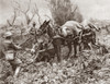 World War I: Flanders. /Nbritish Troops Pushing And Pulling A Mule Team Through A Muddy Field In Flanders, Belgium, During World War I. Photograph, 1914-1918. Poster Print by Granger Collection - Item # VARGRC0407872
