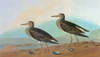 Audubon: Sandpiper. /Npectoral Sandpiper (Calidris Melanotos). Engraving After John James Audubon For His 'Birds Of America,' 1827-38. Poster Print by Granger Collection - Item # VARGRC0350487 Audubon: Sandpiper. /Npectoral Sandpiper (Calidris Melanotos). Engraving After John James Audubon For His 'Birds Of America,' 1827-38. Poster Print by Granger Collection - Item # VARGRC0350487
