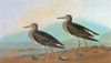 Audubon: Sandpiper. /Npectoral Sandpiper (Calidris Melanotos). Engraving After John James Audubon For His 'Birds Of America,' 1827-38. Poster Print by Granger Collection - Item # VARGRC0350487