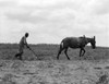 Georgia: Plowing, 1937. /Na Sharecropper Plowing A Cotton Field In Greene County, Georgia. Photograph By Dorothea Lange, July 1937. Poster Print by Granger Collection - Item # VARGRC0123685