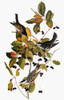 Audubon: Warbler. /Nblackpoll Warbler (Dendroica Striata), From John James Audubon'S 'Birds Of America,' 1827-1838. Poster Print by Granger Collection - Item # VARGRC0027613