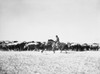 Cowboys, 1940. /Nbringing In Cattle From A Blizzard In Lyman County, South Dakota, 1940. Photographed By John Vachon. Poster Print by Granger Collection - Item # VARGRC0039772
