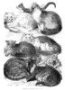 England: Cat Show, 1871. /Nprize Cats At The Crystal Palace Cat Show, London, England, In 1871. Wood Engraving From A Contemporary English Newspaper. Poster Print by Granger Collection - Item # VARGRC0087388