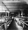 Chicago: Meatpacking. /Nfactory Workers Packing Sliced Bacon In Glass Jars At The Armour And Company Meatpacking House, Union Stock Yards, Chicago, Illinois. Stereograph, C1909. Poster Print by Granger Collection - Item # VARGRC0117130