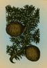 Cassia Tree, Alchemy Plant Poster Print by Science Source - Item # VARSCIBQ3297