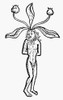 Botany: Male Mandrake. /Nwoodcut From Johannes De Cuba'S 'Hortus Sanitatis,' Paris, 1498. Poster Print by Granger Collection - Item # VARGRC0076416