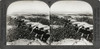 Belgium: Trenches, C1915. /N'Trenches Of The Allies Among The Dunes And Brambles On The Coast Of Flanders.' Stereograph, C1915. Poster Print by Granger Collection - Item # VARGRC0324993